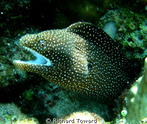 Small Eel rearing its head as I swam by. by Richard Toward 